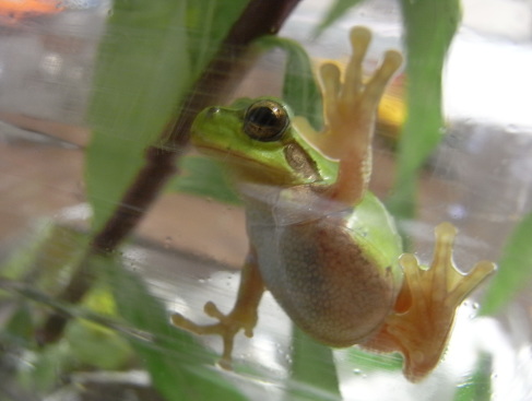 ニホンアマガエル